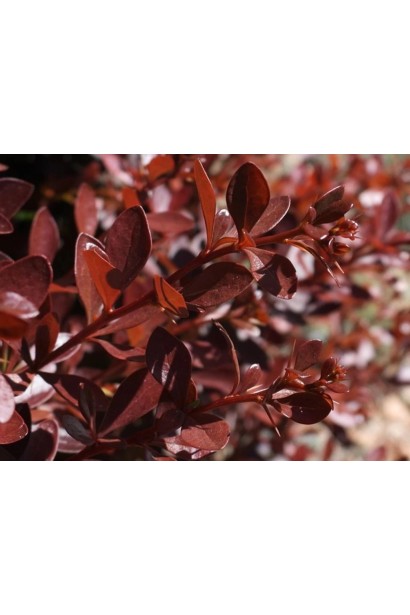 Барбарис Пигми Руби